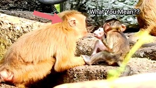 Awesome!, Very Exciting Baby Monkey Speak Slowly To Pigtail Monkey Rose, What Do You Mean Baby?