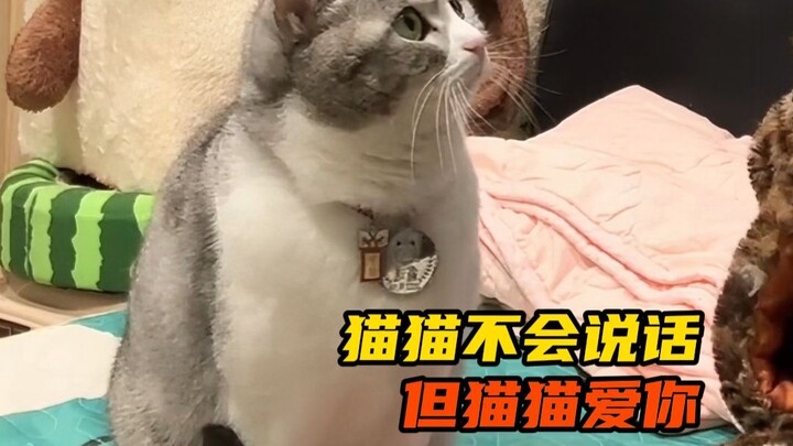 Cats can’t talk, but they love you.