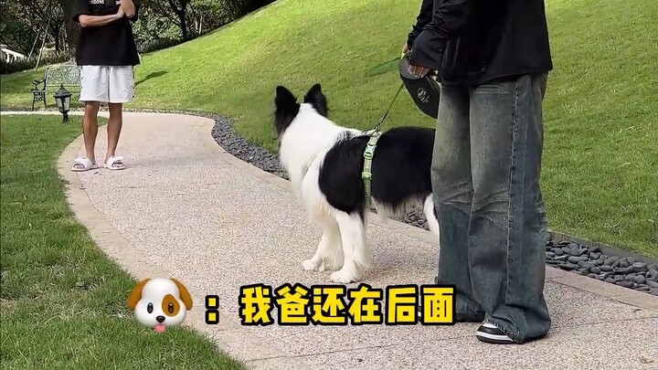When you stop walking your dog suddenly, how will the dog react?