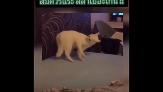 รวมคลิป หมา&แมว สุดเกรียนส่งท้ายปี2020 ฮาคริแตก คริแตน แน่นอน | cat and dog videos funny