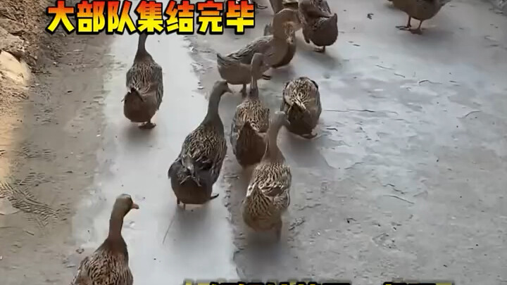 เป็ดน้อยก็เรียกเพื่อนมาเล่นด้วยกัน #เป็ด #เพื่อน #น่ารัก