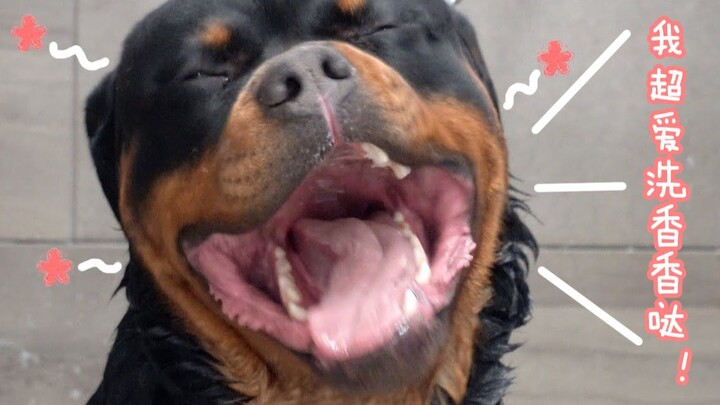 Pengalaman membersihkan yang menegangkan: Seperti apa rasanya memandikan anjing Rottweiler?