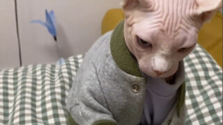 ถึงเวลาแสดงฝีมือแล้ว「แมวสฟิงซ์ไร้ขน」เกมฝึกสมองเล็กๆ วันละหนึ่งเกม