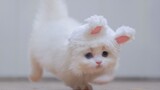 Kucing putih lucu berkaki pendek yang memakai telinga kelici