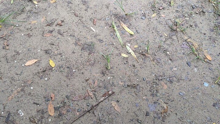 fun run pag mag hulihan na unahan pero patay kalaban..!)