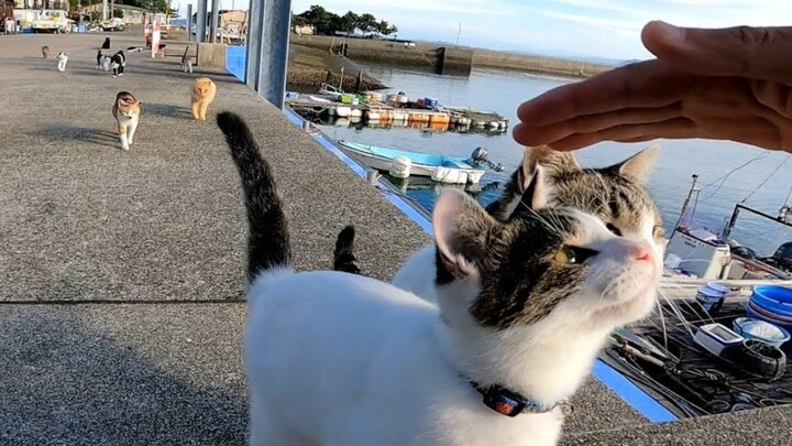 Begitu duduk di Pulau Kucing, aku langsung dikerumuni oleh para kucing!