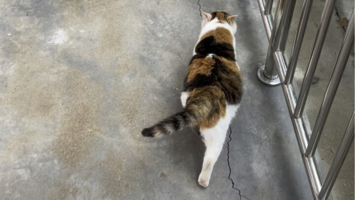 Orang-orang nggak percaya ini kucing berusia 22 tahun!