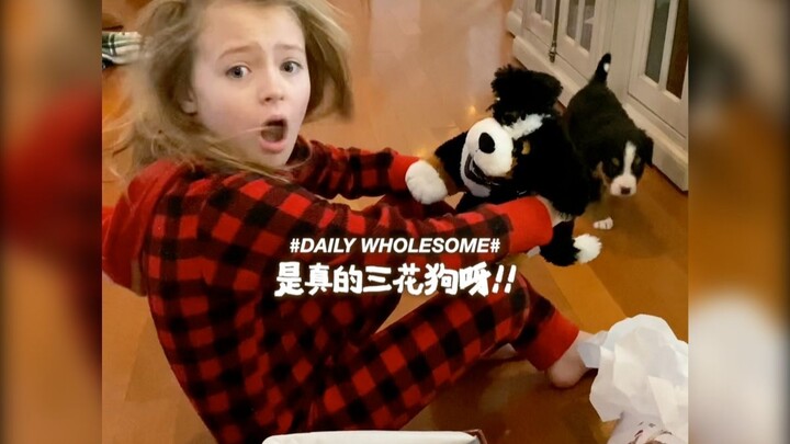 إذن هذا كلب سانهوا حقيقي! سأبدأ بالبكاء فعلاً على الفور!