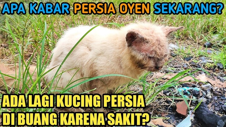TERNYATA KUCING PERSIA OYEN ITU TIDAK DI ADOPSI? MALAH NEMU LAGI KUCING PERSIA PUTIH SCABIES