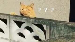 "快说……是不是你推的我！"