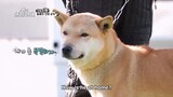 Dogs are Incredible Ep 11