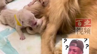 Chú cún Golden mới sinh tìm nhầm núm vú, ôm chặt chân anh trai mút lấy mút để.