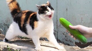 Funny Cats Scared of Cucumbers | Totally Random Funny Animal Videos 2021 | Pet Squad