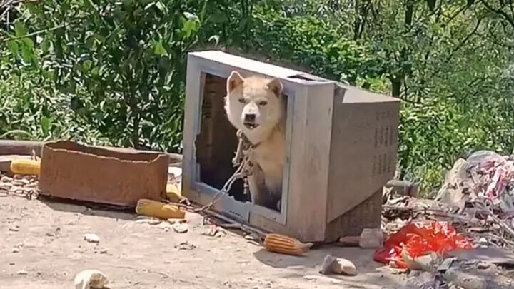 Dog: A golden nest or a silver nest can't compare to one's own doghouse!