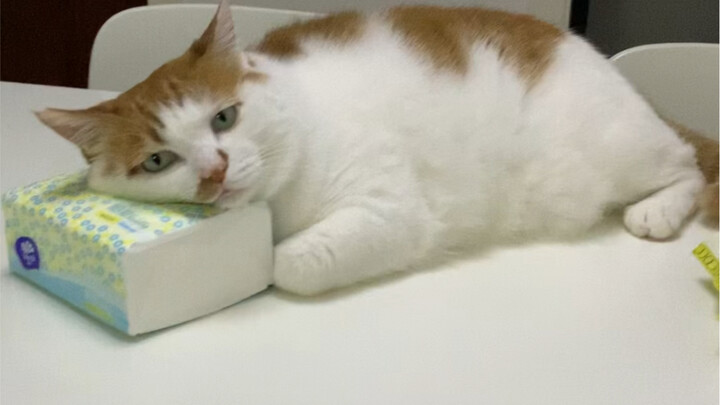 What is Kitten 2?