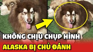 Phẫn nộ chú chó ALASKA bị BẠO LỰC tại ĐÀ LẠT vì không chịu chụp hình | Yêu Lu