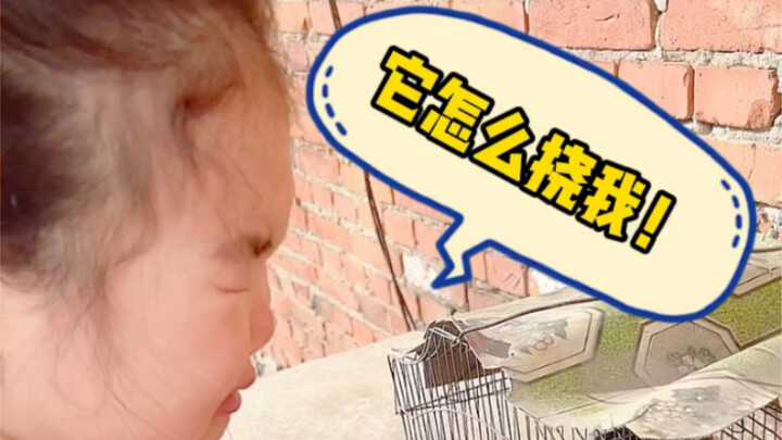 I got bullied by a rabbit early this morning...