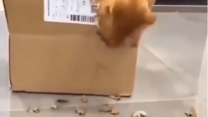 Cardboard shredder