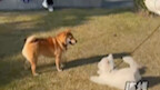 Two dogs are playing rough, and the Shiba Inu even pulls off a spinning kick!