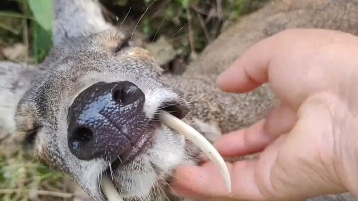 Động vật thơm nhất thế giới: Hươu xạ rừng!