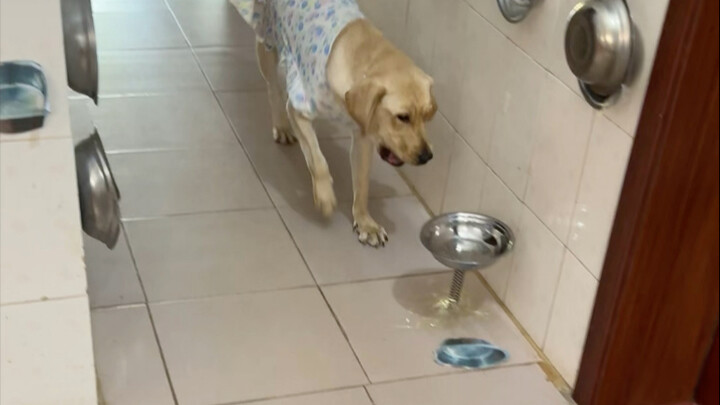 Chó: Cái bát đó nảy quá, mình dùng cái này dưới gầm bàn được không?