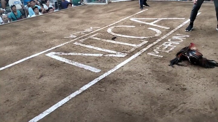 1x winner alimbuyugin WIN