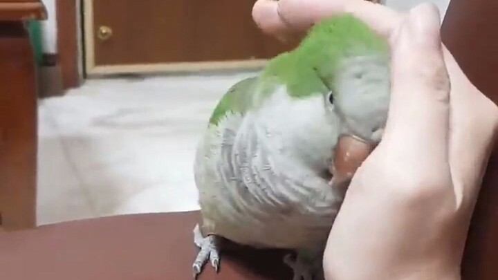 Penghangat tangan model pelacak ❤ (Video 2P)