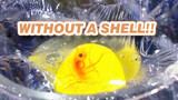 Shell-less incubation