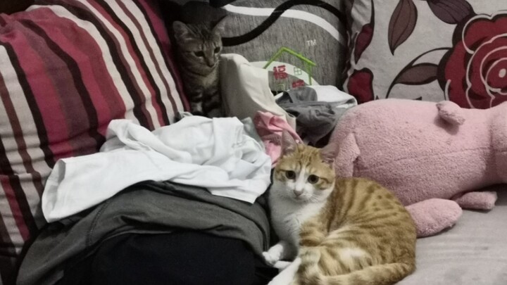 When you go to school and entrust your cat to your family to take care of…