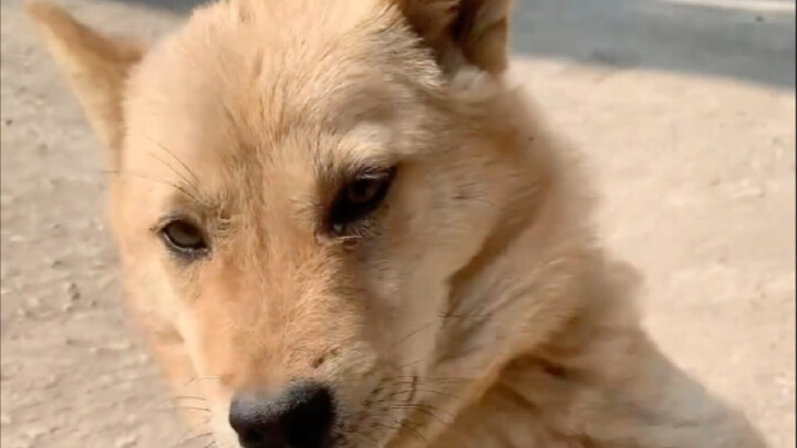 Got home too early—can only hang out with the village dogs.