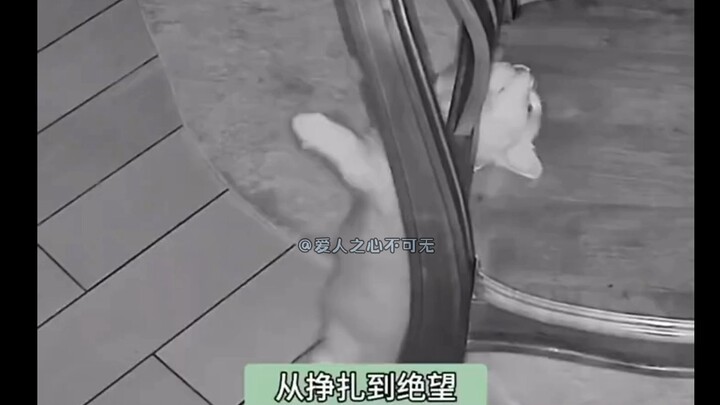 น้องแมวติดคอเก้าอี้ คิดไม่ออกเลยถ้าคุณแม่มาช้ากว่านี้สักก้าวเดียว