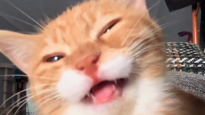 This is the real Miao Le~