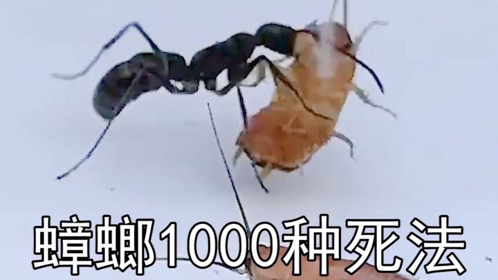1,000 วิธีตายของแมลงสาบ【27】เมื่อแมลงสาบเจอปลวกกระสุน เหมือนสาวงามเจอทหารญี่ปุ่น #ผงไล่แมลงสาบฉบับครอ