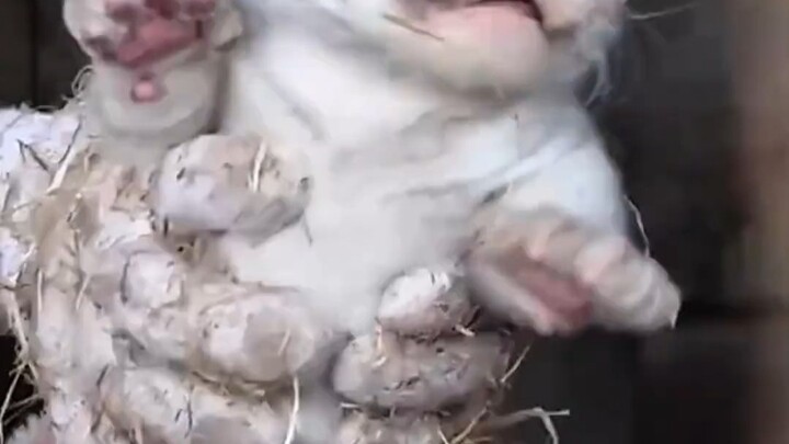 Little Tiger Treasure: How adorable newborn tiger cubs are! #tiger #animals