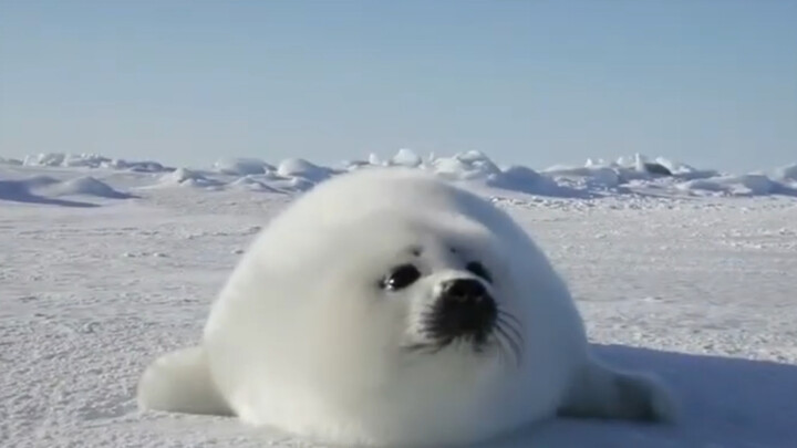 Sunbathing Glutinous Rice Balls