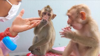 Wow, Little Toto very manners waiting for milk from Mom with little Yaya