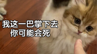 我被一只1个月奶猫揍了……