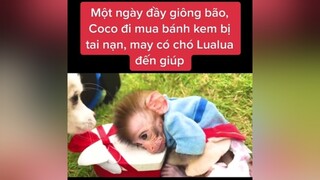 monkey animals cute clipvui cliphai xuhuong AnNgonNauGon GocSangTao friends giadinh xuhuongtiktok TikTokMaster2021  Coco sợ lắm