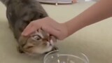 สัตว์|วิดีโอตลกแมวกำลังกิน