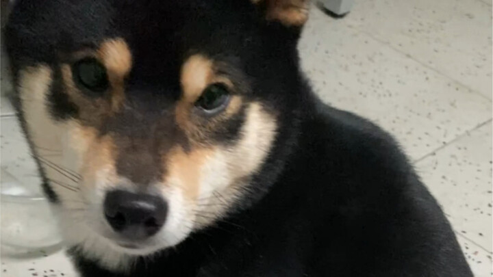 The Blind Date of the Howling Heavenly Dog