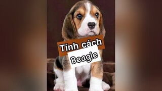 Tính cách chó Beagle nè! thucungvuinhon thucungdethuong chó kcbweb nuoidaythucung chó_cưng pet thucung
