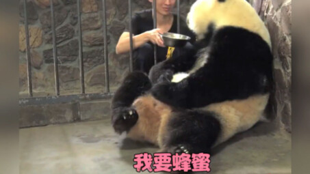 No giant panda can resist the temptation of "Wangzai Milk." "Giant Panda," "Panda," "Panda Ya Ya, re