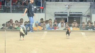 2 hits sa coliseo de manila first fight win..          #champion