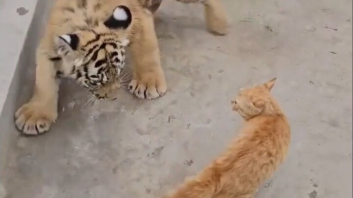 Khi Tiểu Quýt Gặp Đại Quýt