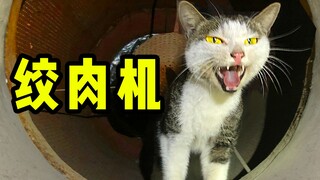 猫咪跌落墙缝误入风机：救命呀! 风机马上变绞肉机了！