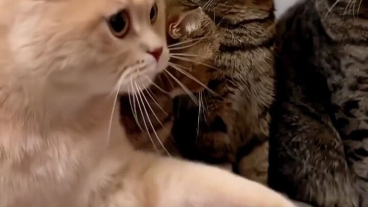 The shy and the outgoing cats—so cute, let me pet them, let me pet them!