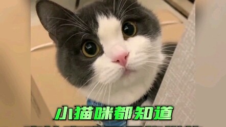 Ngay cả mèo con cũng biết rằng tình yêu phải thể hiện bằng hành động, chứ không phải chỉ nói suông!