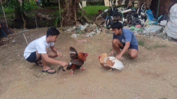 Magaling umilag ang pula mga boss #Batangsabongero