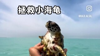 拯救小海龟，谁看谁解压