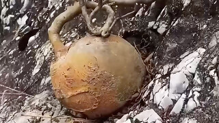 Món quà từ thiên nhiên